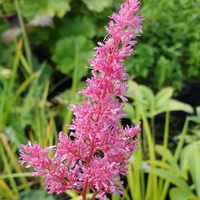 Astilbe japonica hybrid pink form